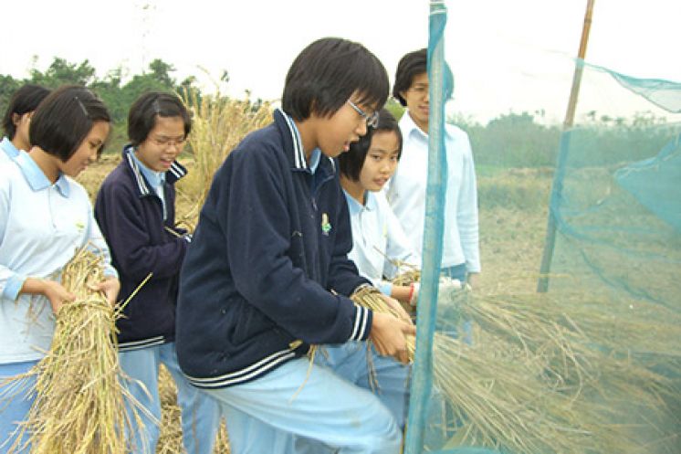 國中生習勞採收再生稻