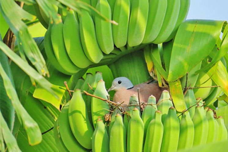 芭蕉裡的鳩巢